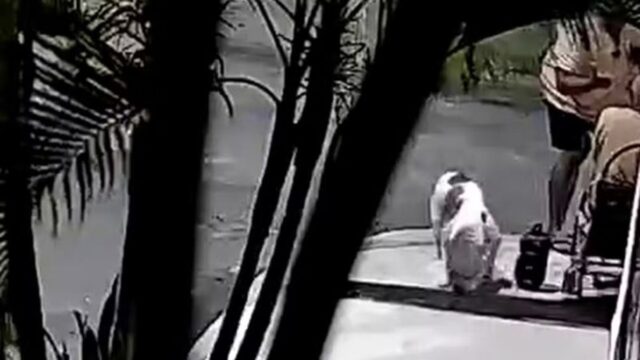 AGRESSÃO: idoso de 60 anos é espancado com socos e pauladas após reclamar de fezes de cachorro em Paulo Afonso