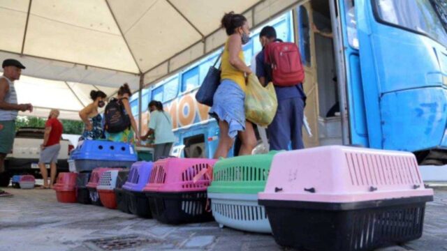 Castramóvel oferece castração gratuita de cães e gatos na Avenida Paralela, em Salvador
