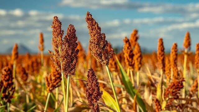 Cerveja de sorgo mostra novos usos do grão, cuja produção no Brasil mais que triplicou em cinco anos