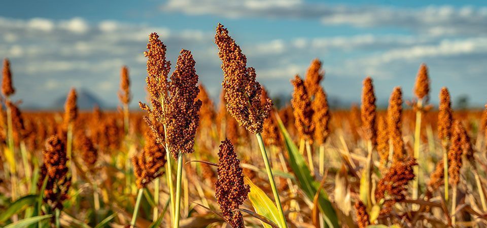 Cerveja de sorgo mostra novos usos do grão, cuja produção no Brasil mais que triplicou em cinco anos
