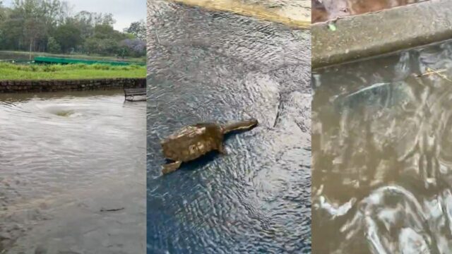 CHUVA EM SP: lagos do Ibirapuera transbordam e peixes e tartarugas aparecem nas pistas de corrida