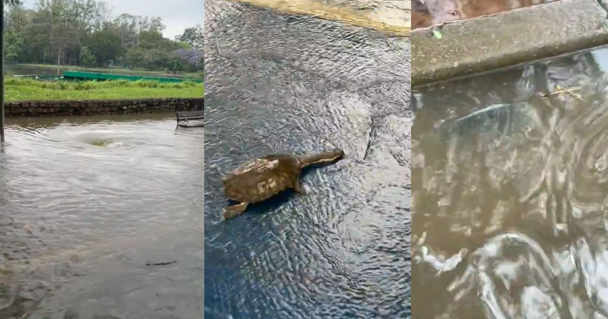 CHUVA EM SP: lagos do Ibirapuera transbordam e peixes e tartarugas aparecem nas pistas de corrida