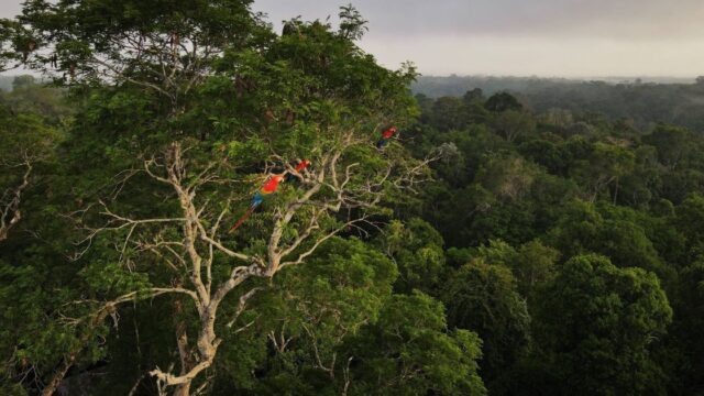 Desmatamento na Amazônia e no Cerrado atinge menor nível da série histórica, aponta governo federal