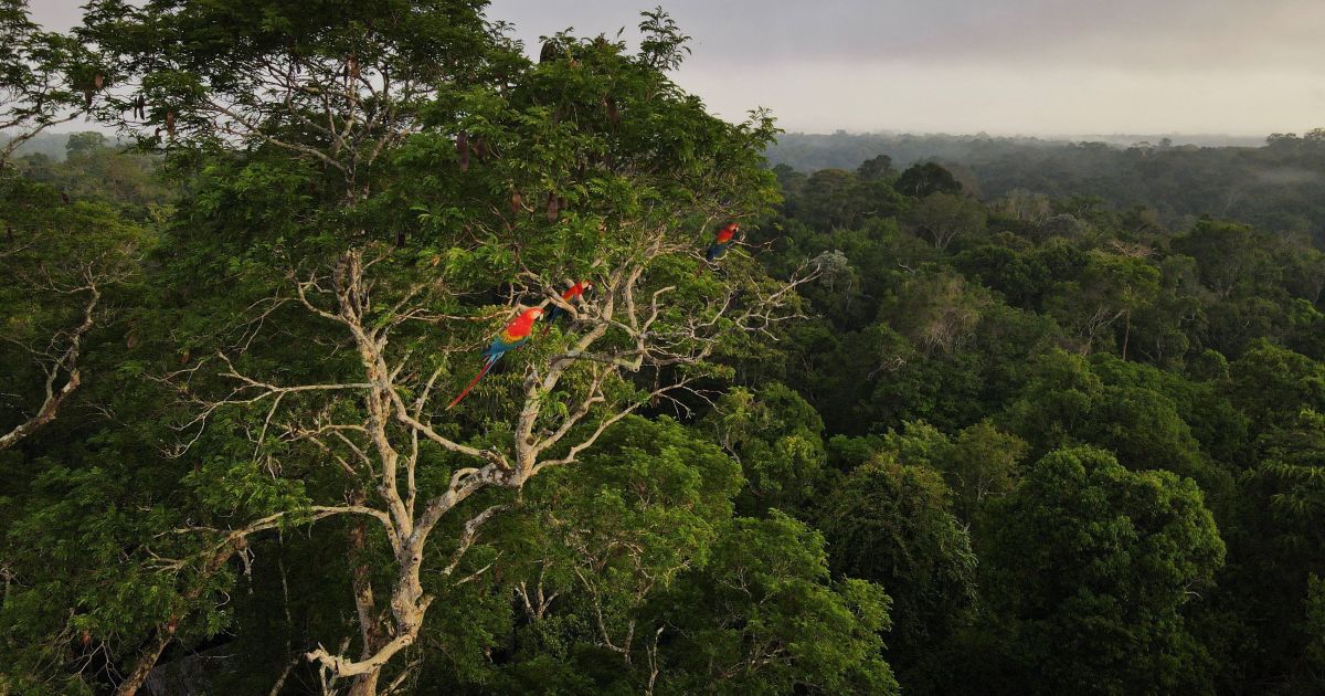 Desmatamento na Amazônia e no Cerrado atinge menor nível da série histórica, aponta governo federal