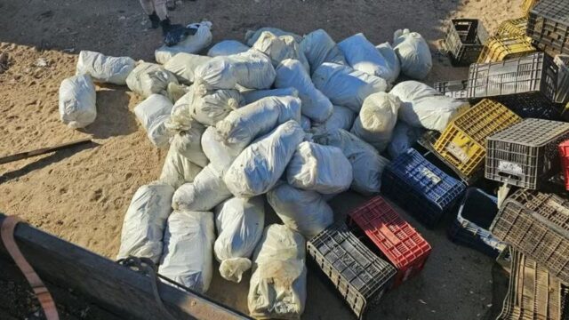 DROGAS: PRF e PM apreendem 323 kg de maconha em carga de verduras na BR-116, em Abaré