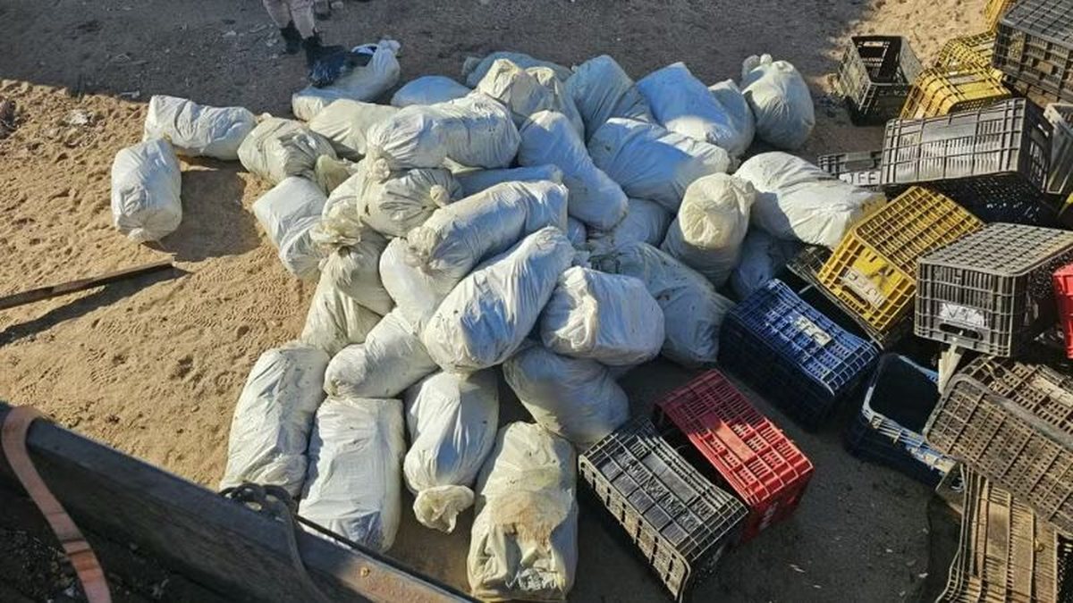 DROGAS: PRF e PM apreendem 323 kg de maconha em carga de verduras na BR-116, em Abaré