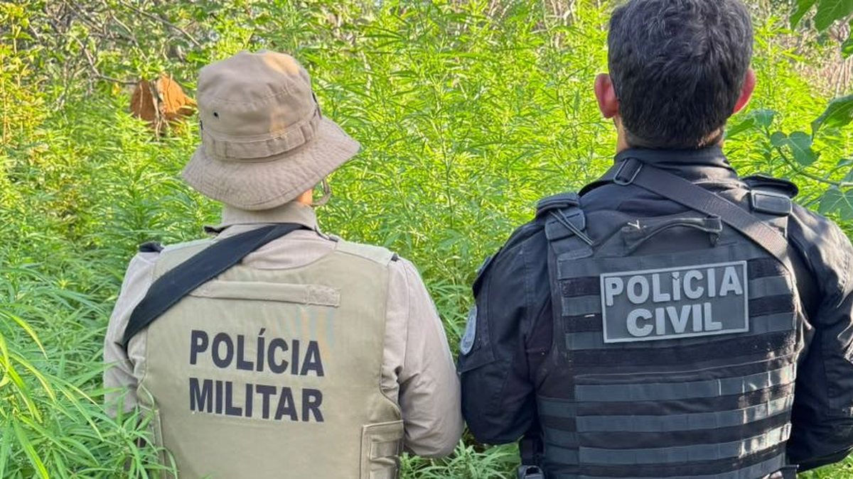 OPERAÇÃO: Polícias Civil e Militar erradicam 22 mil pés de maconha em Campo Formoso, no norte da Bahia