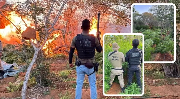 PC e PM erradicam 22 mil pés de maconha na zona rural de Campo Formoso