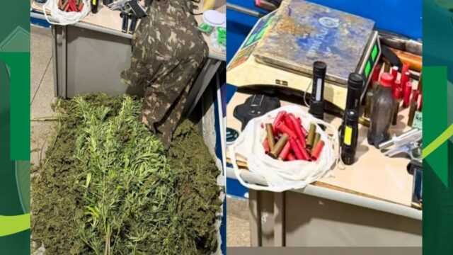 Rondesp erradica 2 mil pés de maconha em ilha do Rio São Francisco e suspeito morre após confronto em Ibotirama