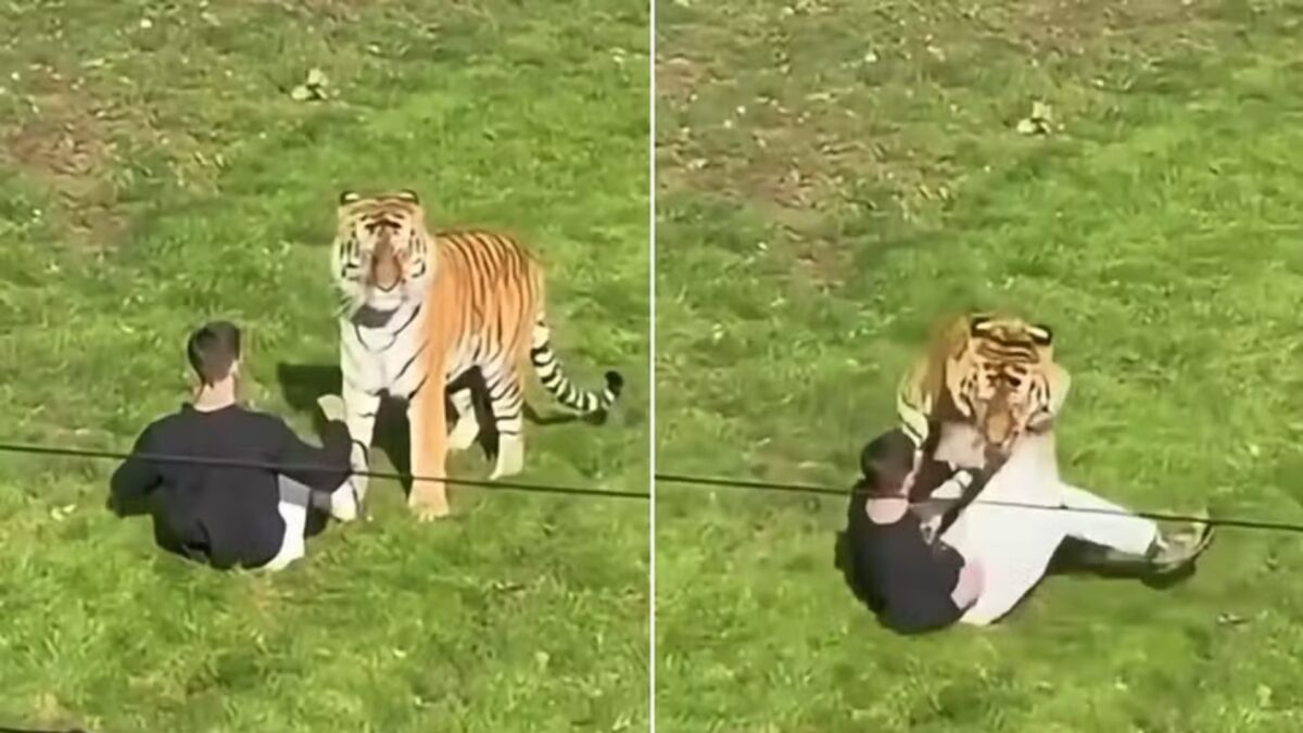 TRAGÉDIA: Homem morre após invadir área de tigres em zoológico na Inglaterra durante atração