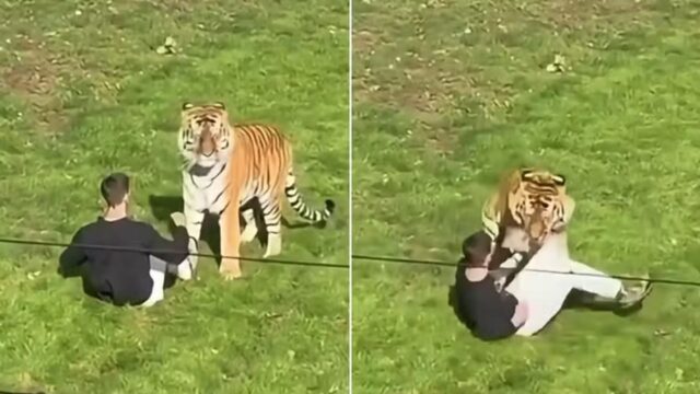 TRAGÉDIA: Homem morre após invadir área de tigres em zoológico na Inglaterra durante atração