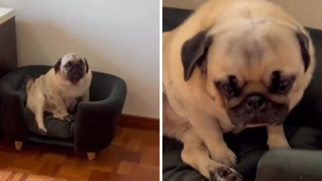 VIRALIZOU: Pug acha que está sozinho, faz escândalo em casa e fica constrangido ao ver a tutora filmando